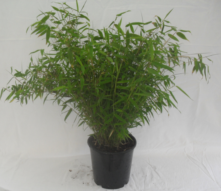 Fargesia murielae Joy 2.5 л. высота 40/50 см. 157.00 грв